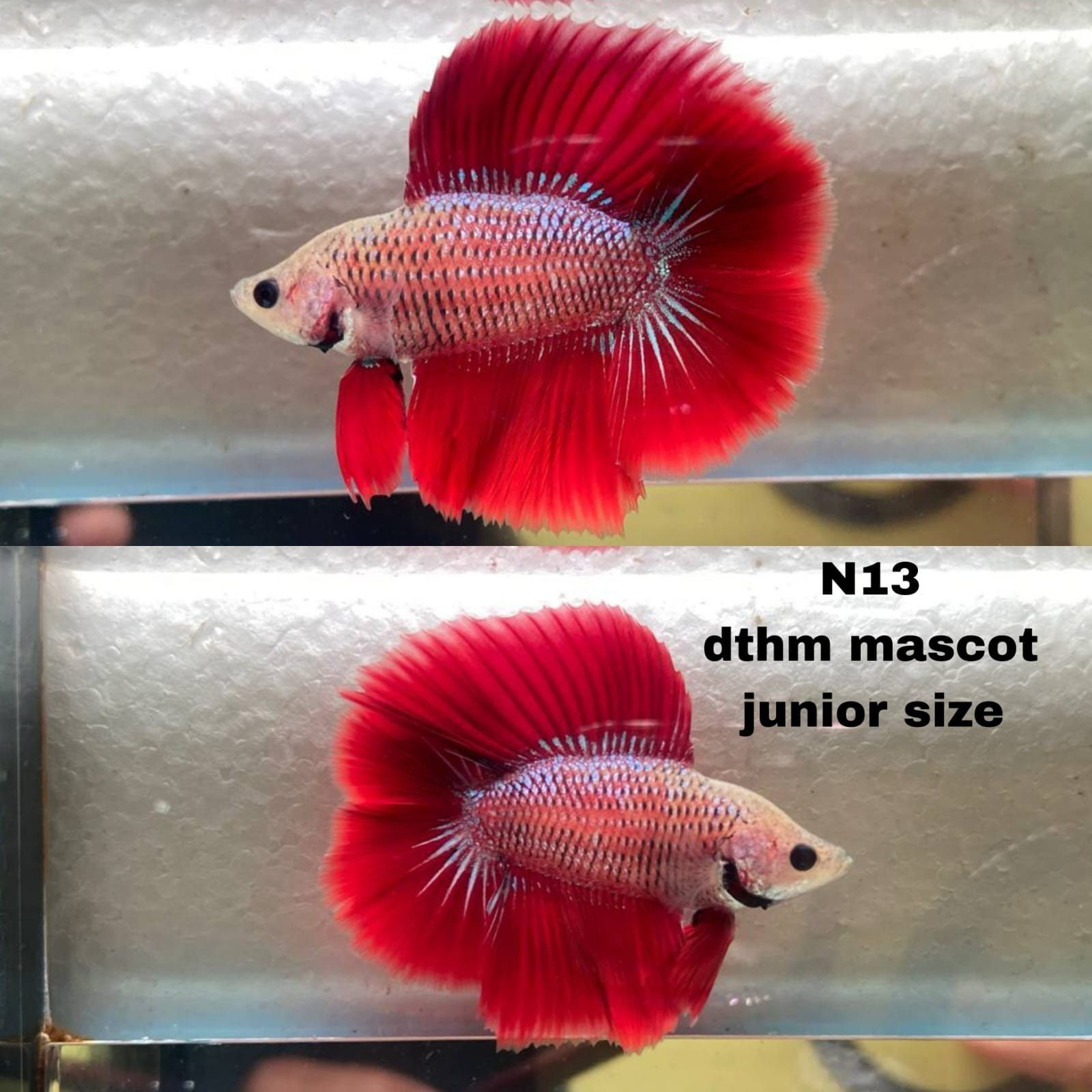 Live Betta Fish Double Tail HALFMOON Male Grade Premium (D) USA Seller
