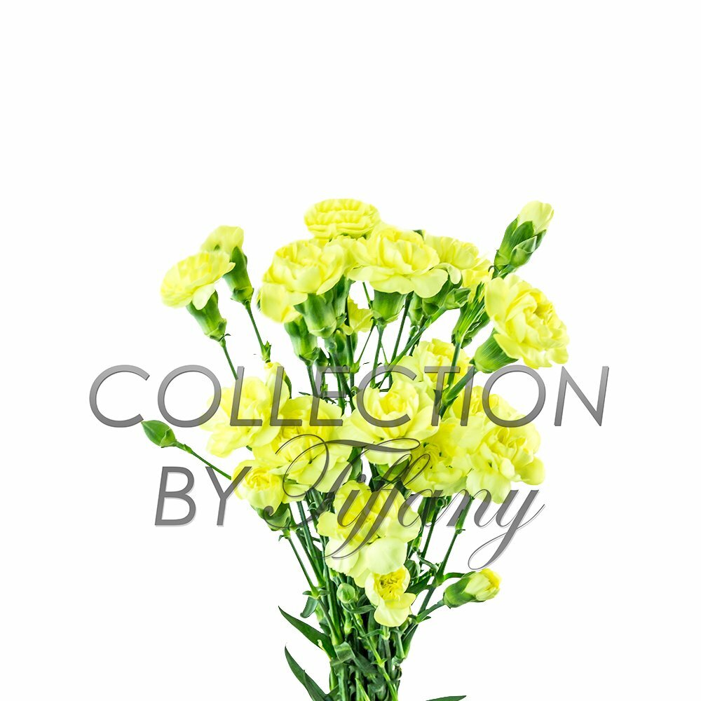 Mini Carnation Fresh Flower Long Lasting Vase Life Beautiful All Occasion 10s...