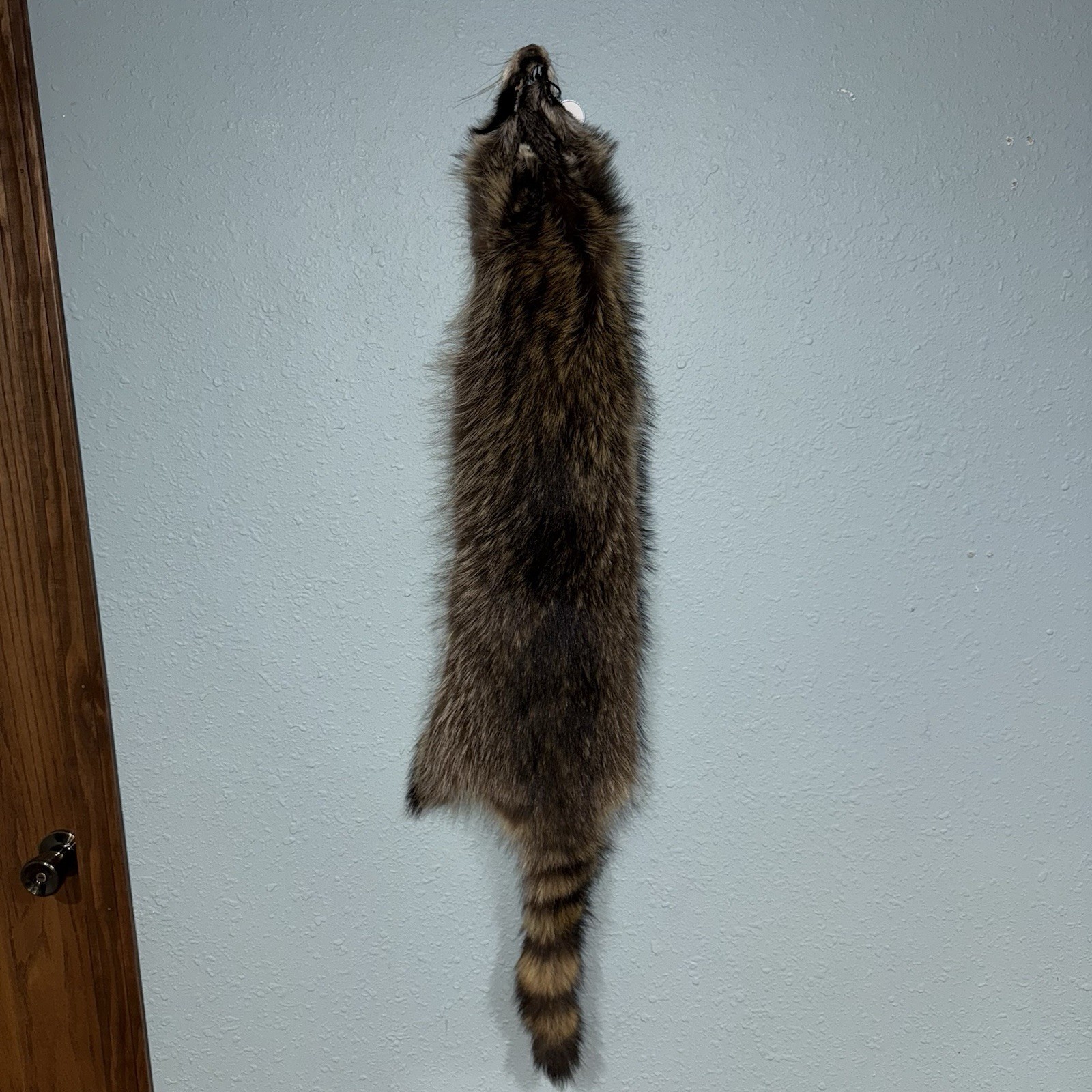 Professionally Tanned 2XL Raccoon/Coon Hide/Furs/Pelts/Taxidermy/Crafts - 11