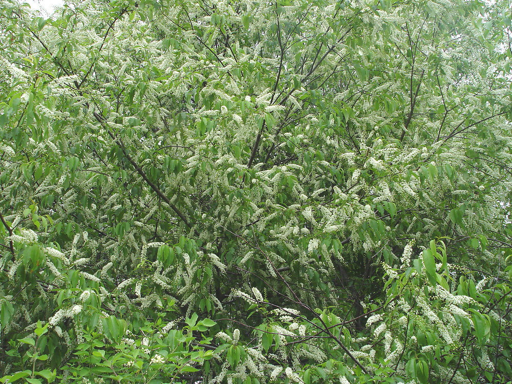 BLACK CHERRY TREE LIVE PLANT 18 - 28  INCHES 'Prunus serotina'