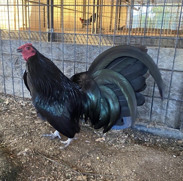 12+ Black Old English Bantam hatching eggs(Read Description)