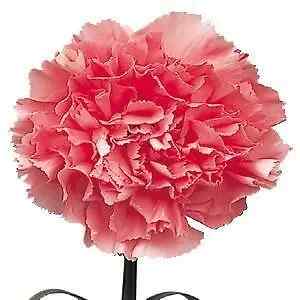 Pink Carnation Flower
