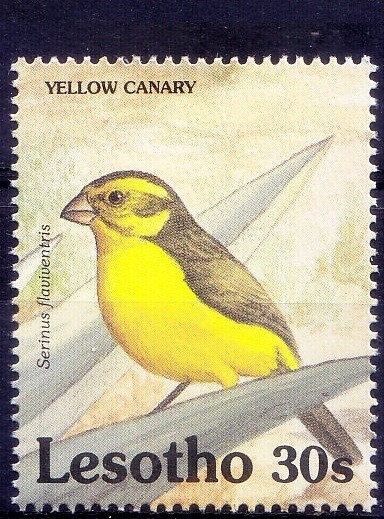 Yellow Canary, Birds, Lesotho 1992 MNH   [Wg]