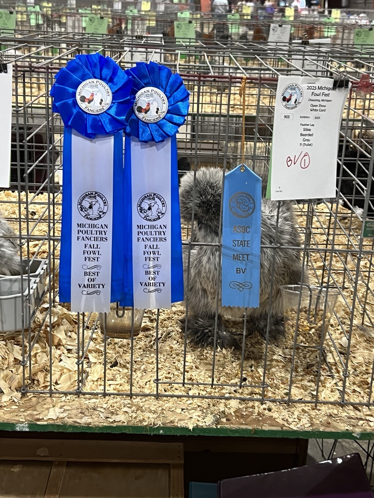 Gray Silkie Chicken Hatching Eggs