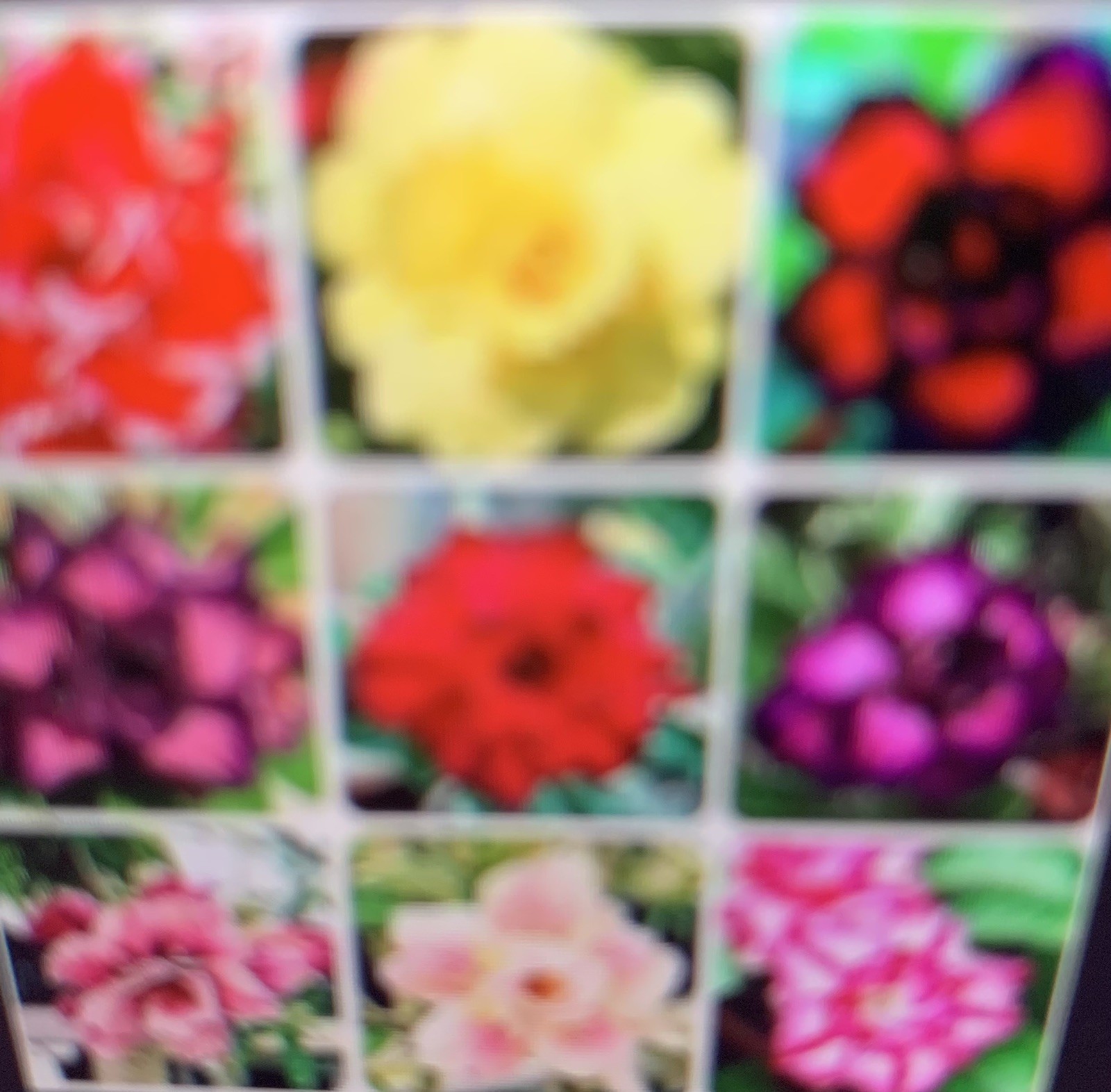 ADENIUM OBESUM DESERT ROSES DOUBLE / TRIPLE FLOWERS MIXED ASSORTED 100 SEEDS USA