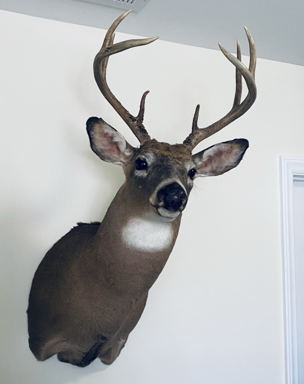 Taxidermy Shoulder Mount White Tail Deer Buck ~ Local Pick up Zip Code 28560, NC