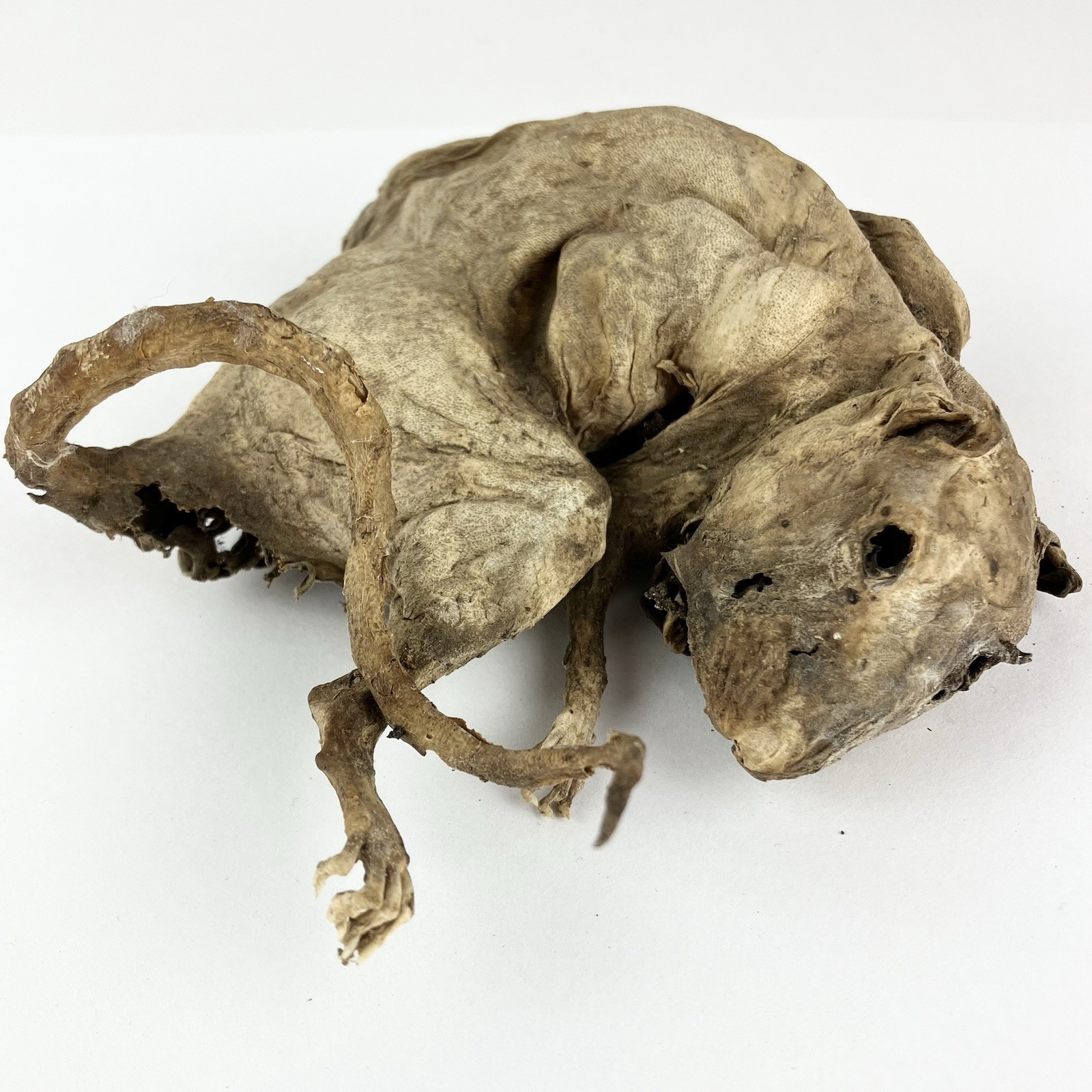 Mummified Rat Haunted House Attic Find Halloween Decor Creepy Skeleton Display