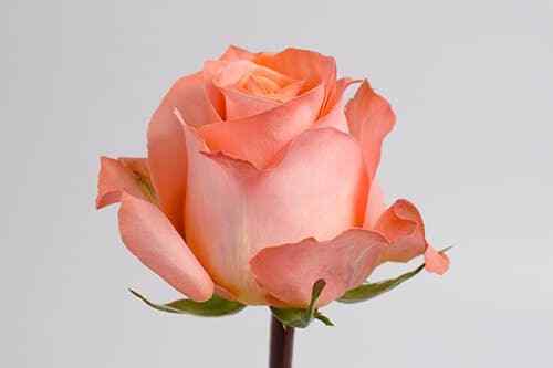 Coral Roses 100 stems