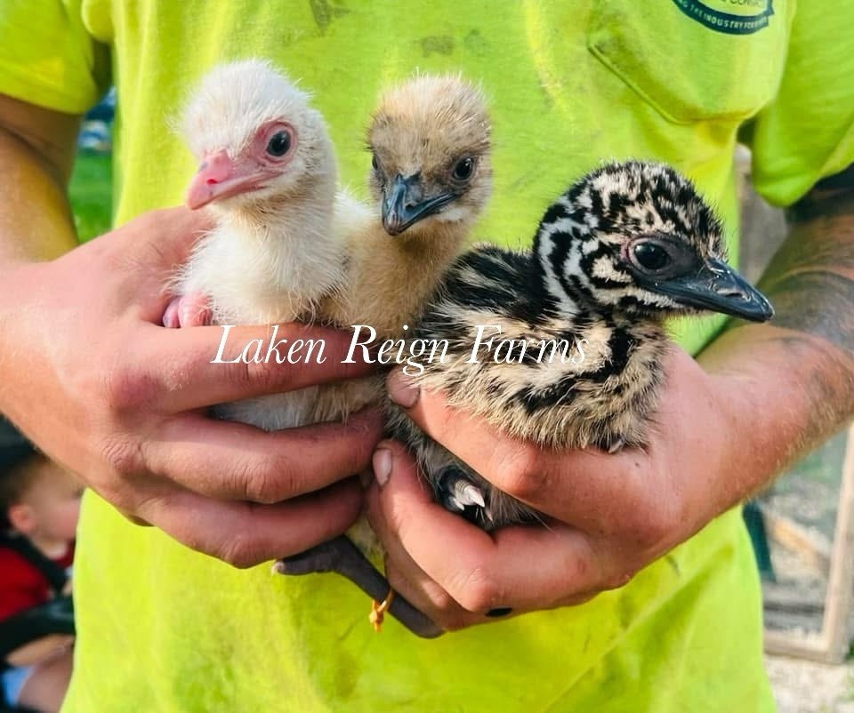 Emu Hatching Egg Chance For White And Blonde Npip/ai