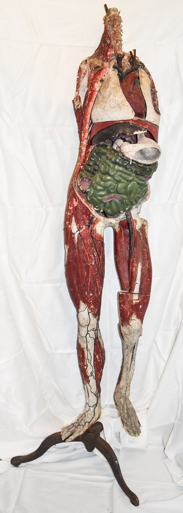 VERY RARE 1800s Detailed Medical Life-Size HUMAN Anatomical Model DR AUZOUX
