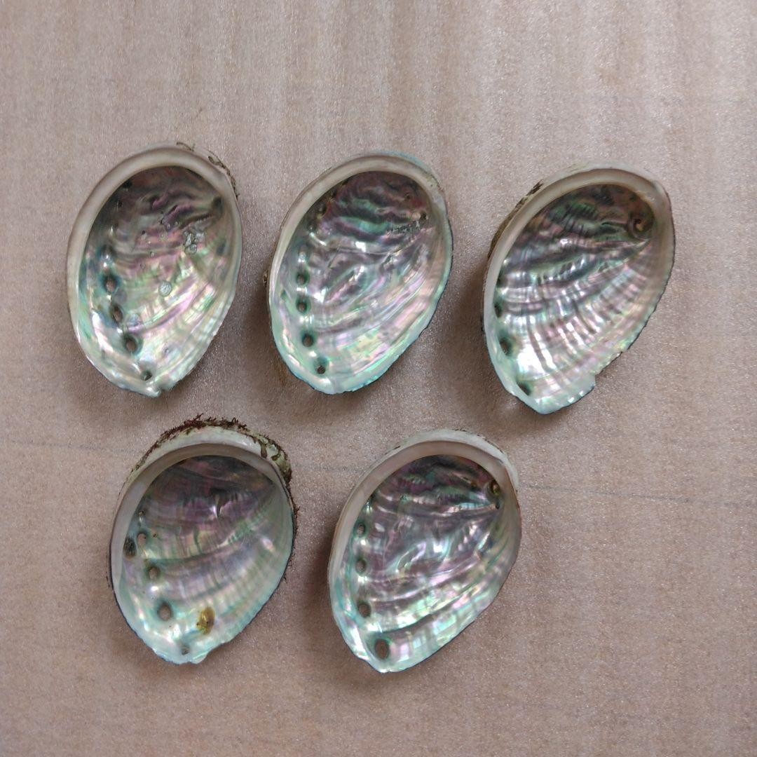 5 abalone shells, natural product Genuine Sea shells From Japan 