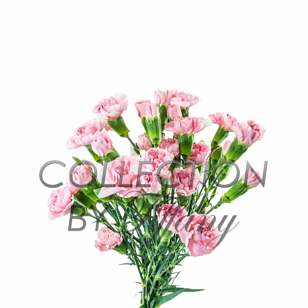 Mini Carnation Fresh Flower Long Lasting Vase Life Beautiful All Occasion 10s...