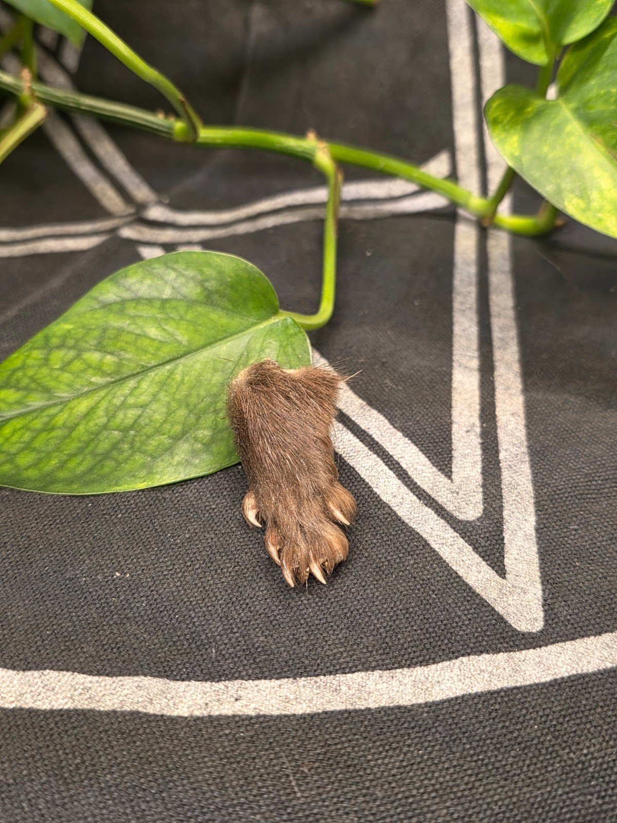 Mummified mink paw oddity taxidermy gothic home decor curiosities