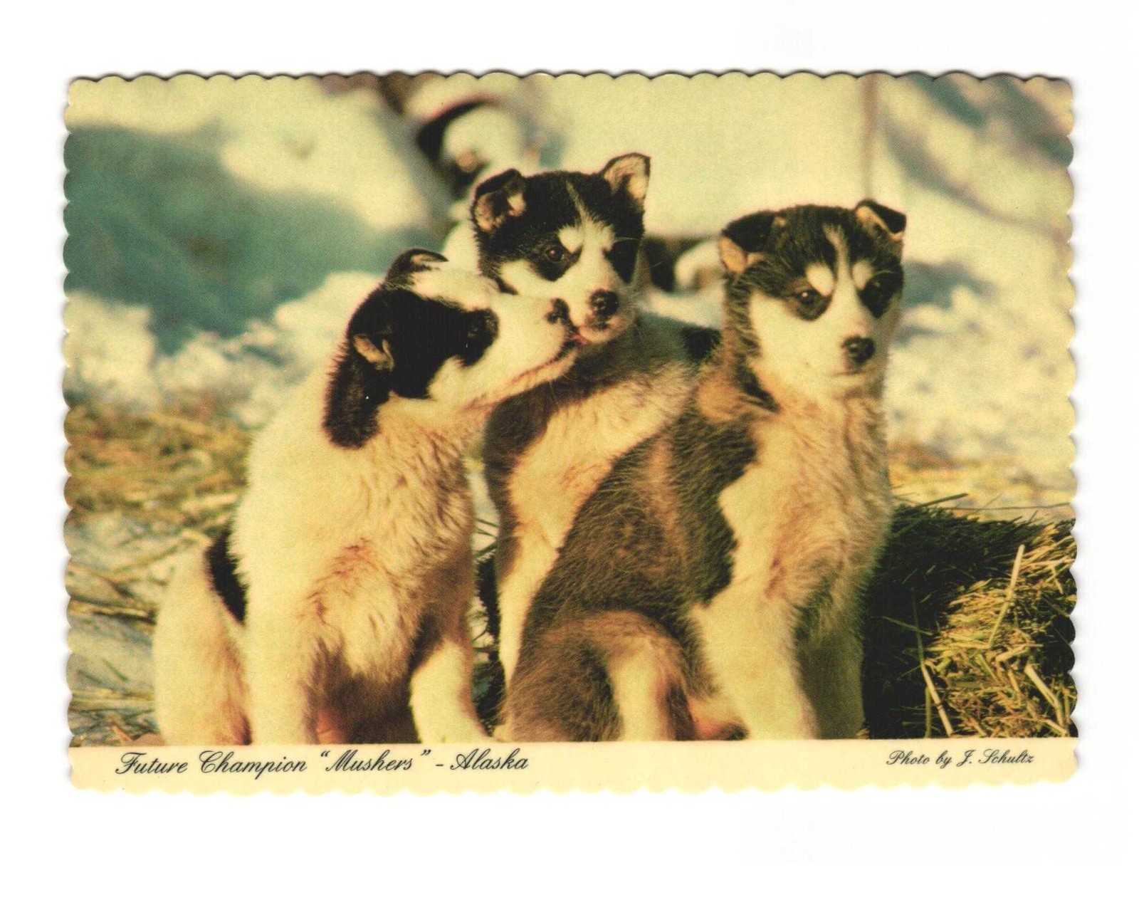 Future Champion "Mushers" - Alaska Vintage Postcard Unposted