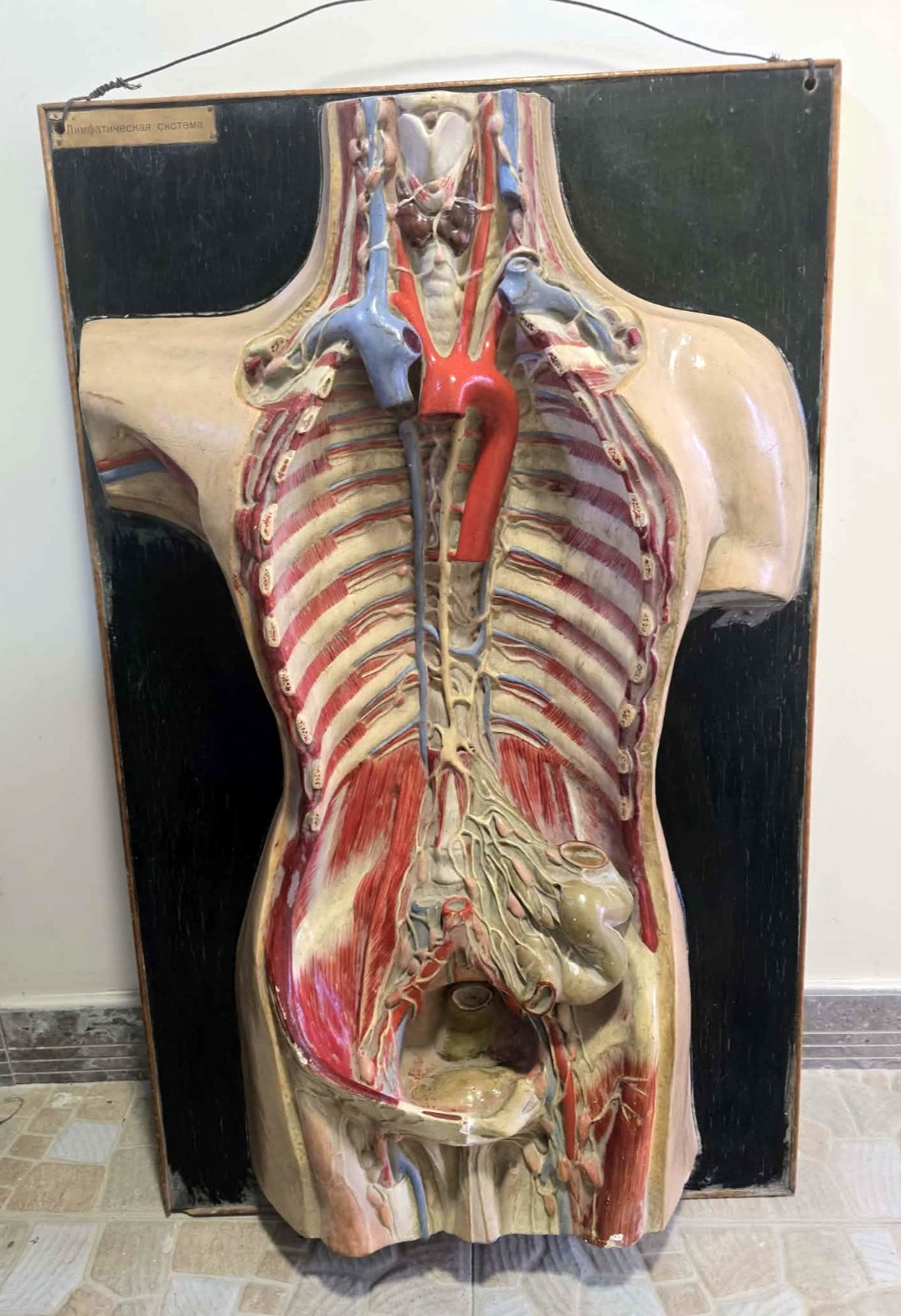 Big Antique 1930s 3D Anatomical Model of Human Body. Lymphatic System 92 x 57 cm
