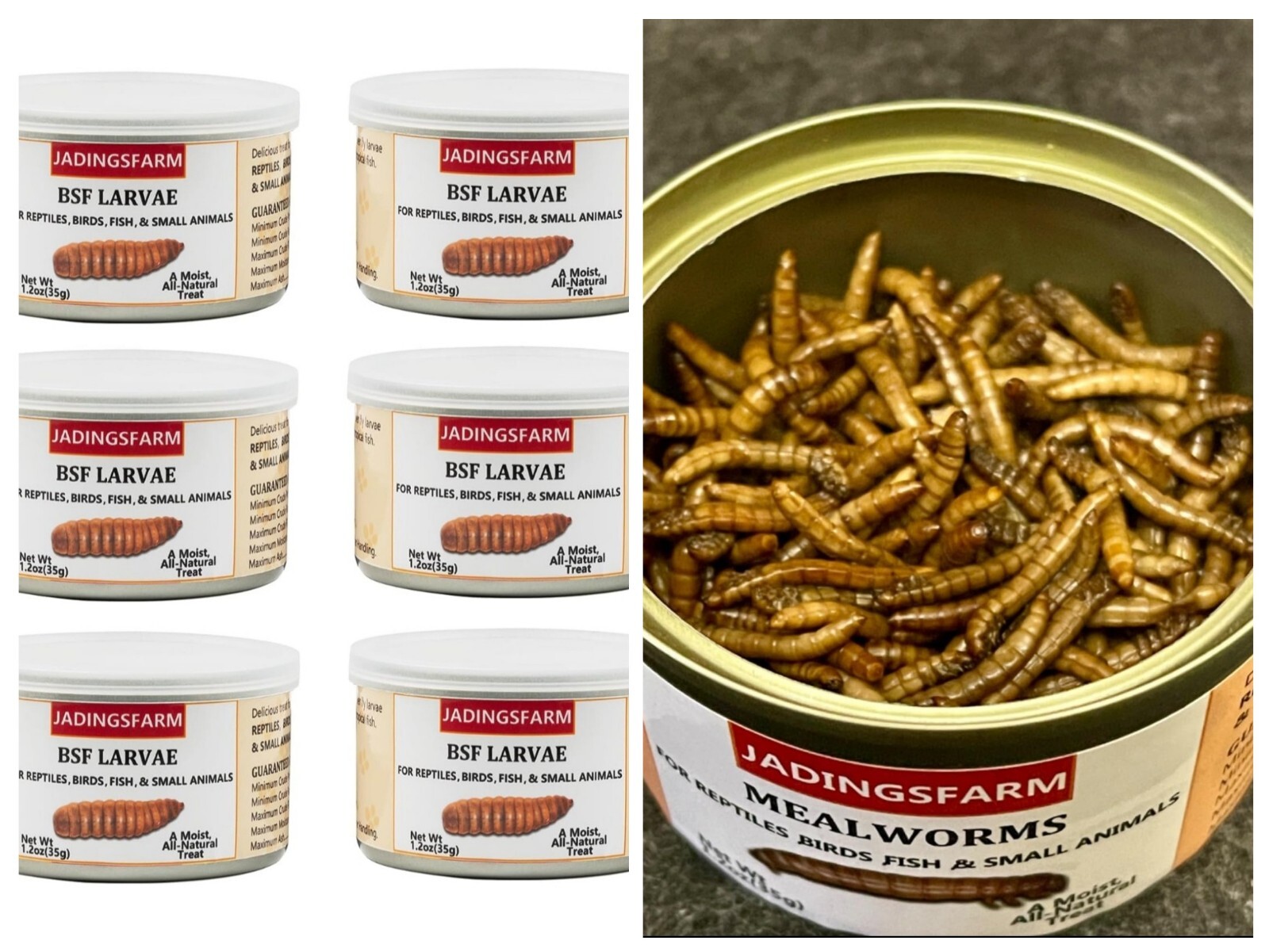 6x Canned Black Soldier Fly BSF Larvae (1.2oz Cans) Moist For Reptiles Chickens 