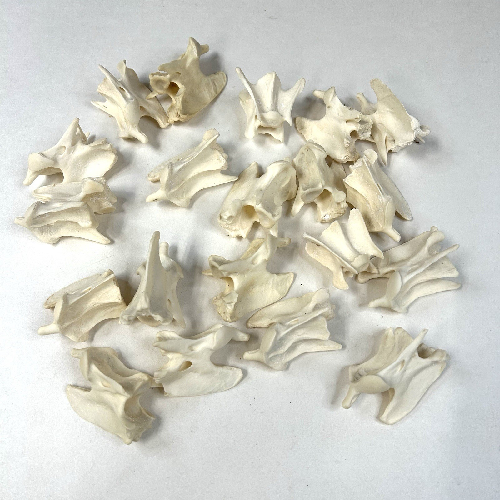 Lot Of 20 Assorted Coyote Vertebrae Bones Witchy Taxidermy Cleaned Odd #1340