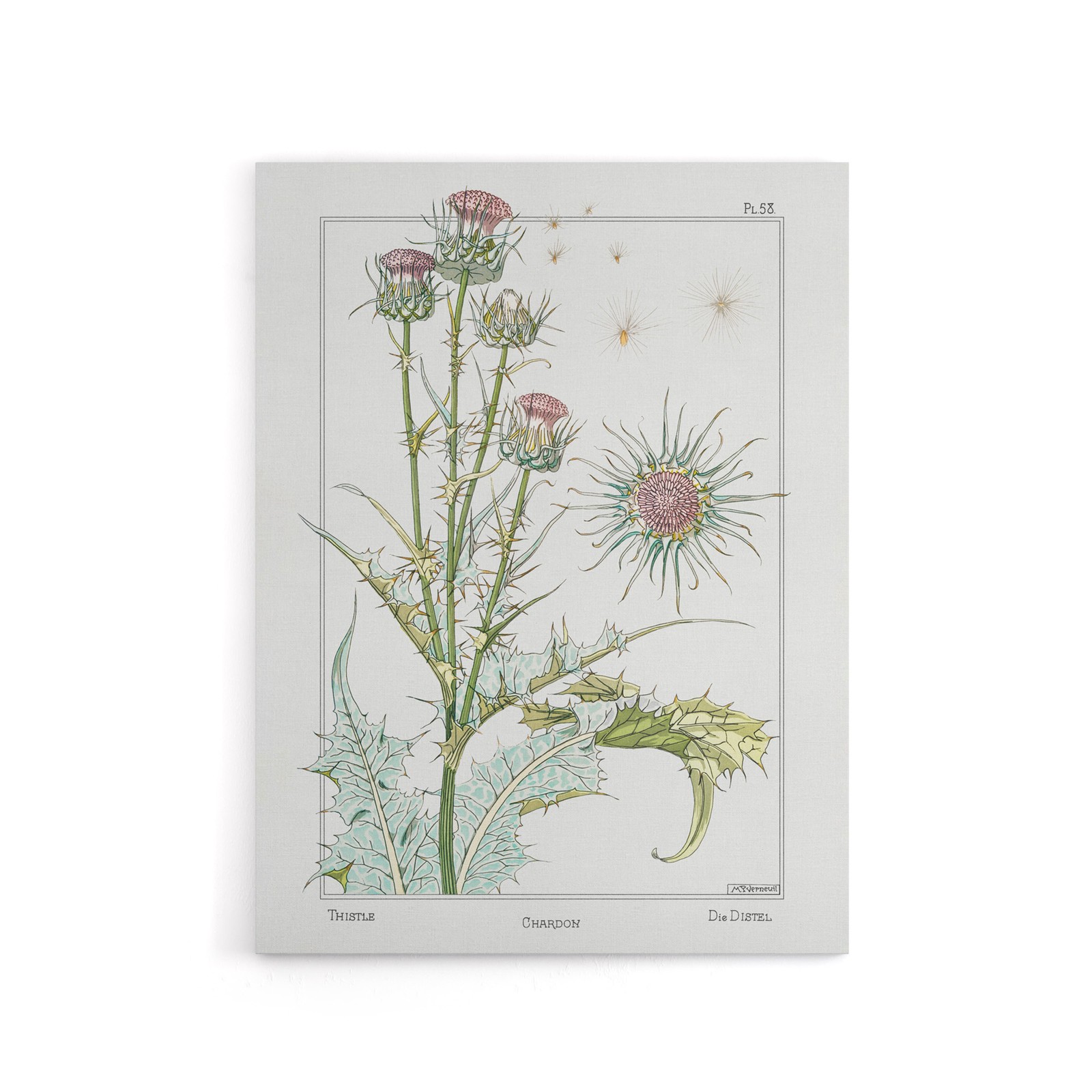 Thistle Flower Canvas Wall Art Print Vintage Floral Verneuil