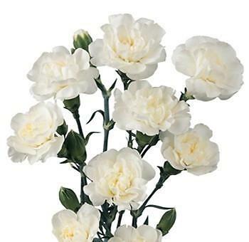 White Mini Carnation Flower