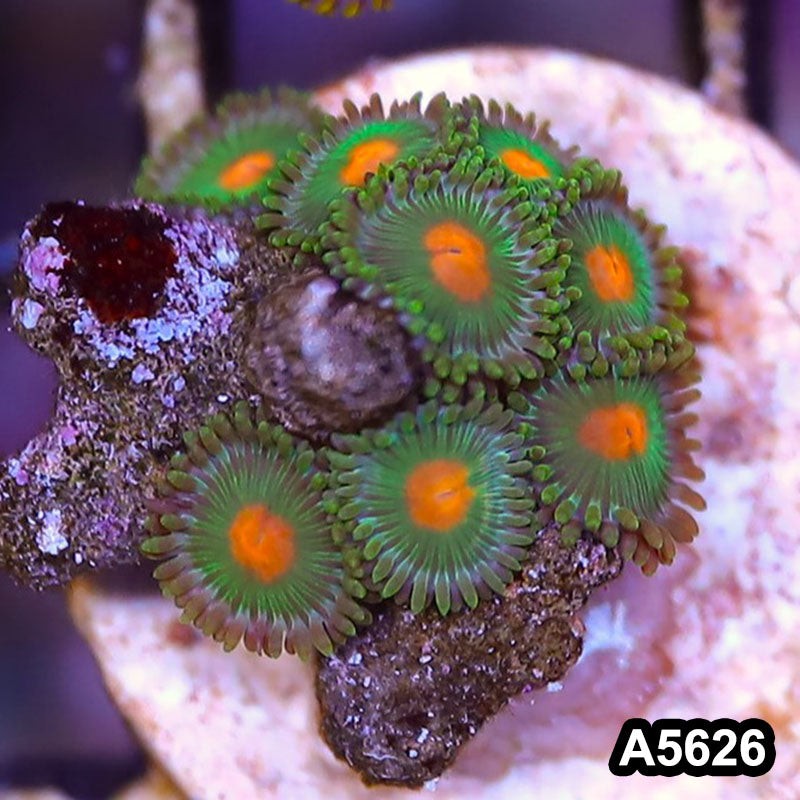 Item#A5626LP5626(S) WYSIWYG Indo Ultra Zoanthid Frag