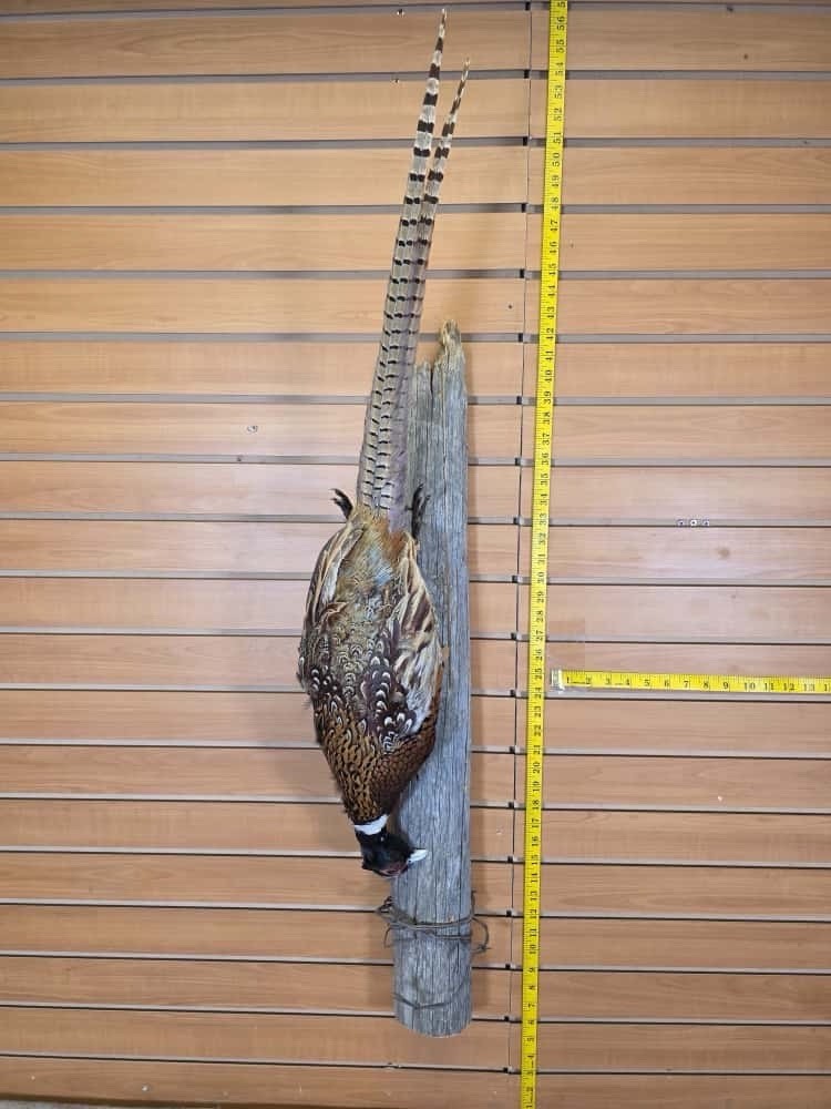 JTV237 - Pheasant Taxidermy Mount Bird