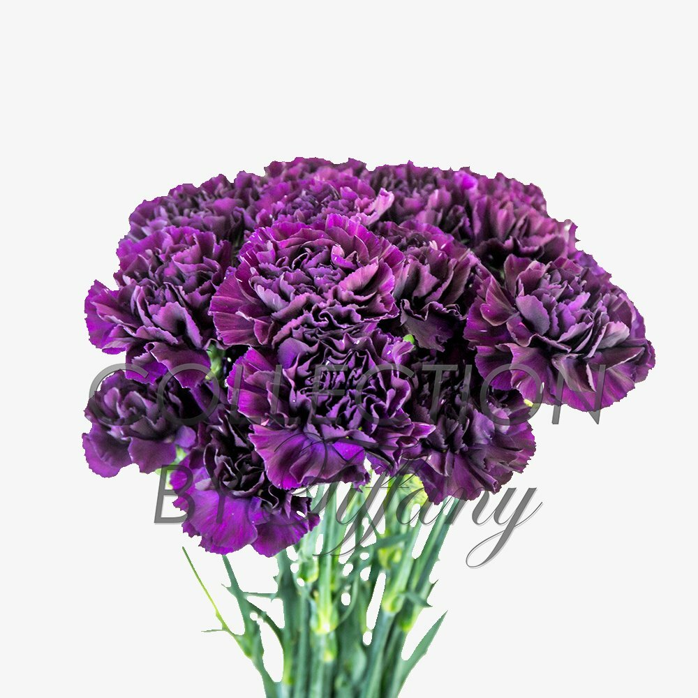 Fresh Flowers Carnation for Garland, Floral Arrangement, Birthday, Anniversar...