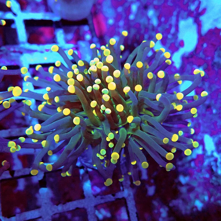 WYSIWYG - Euphyllia Dark Green Orange Tips Torch