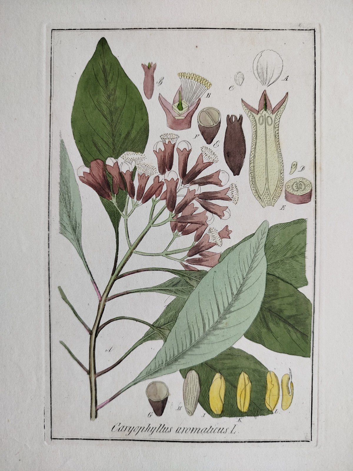 Carnation - Winkler medicinal plants botany colored - 1840