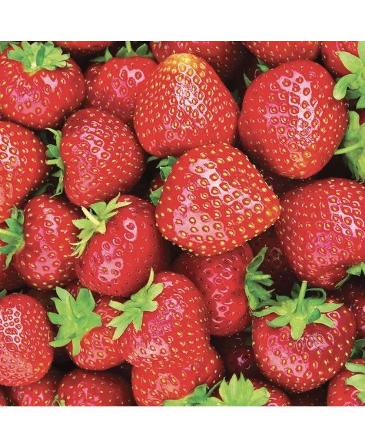 Ever sweet Strawberrry Bare Roots Fragaria Ananias’s a