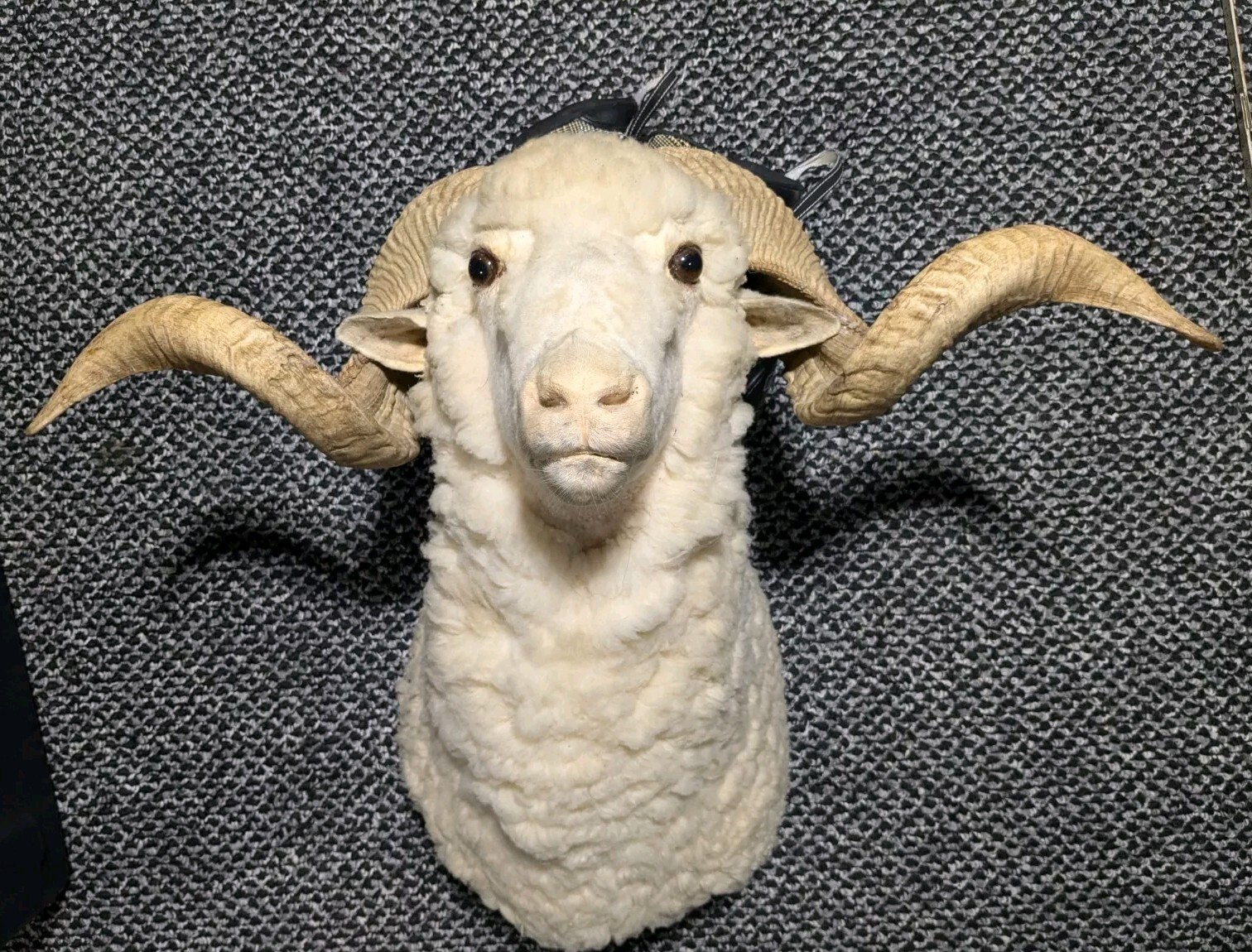 Merino Sheep Mount Taxidermy Shoulder Decor Home Cabin Lodge Store Restaunt