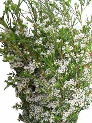 White Wax Flower 14 Bunches