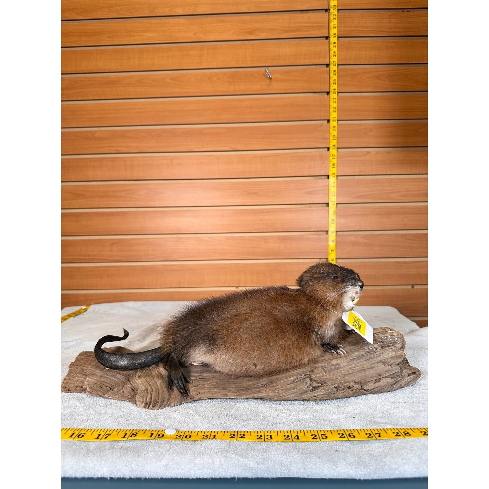 FHMUSK31- Beautiful Muskrat taxidermy mount