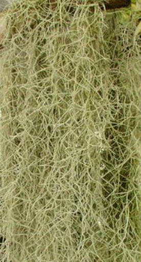 Live Spanish Moss for Craft Projects/Flower Arranging  2 lbs.
