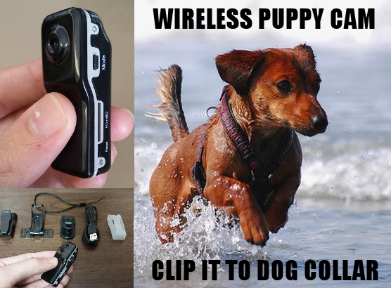 Wireless Pet Dog Video Camera Recorder Cam Video Color Audio Sound Collar Leash 