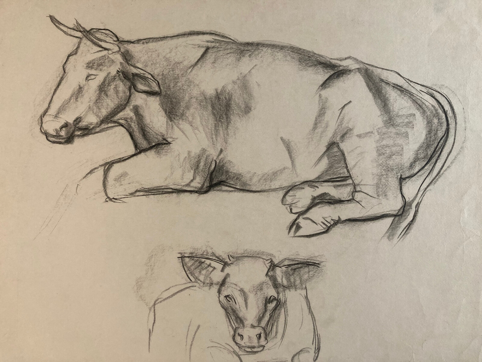 Beautiful Drawing Charcoal Black Cow Art Deco to Identify 1960 Animal Farm Bull