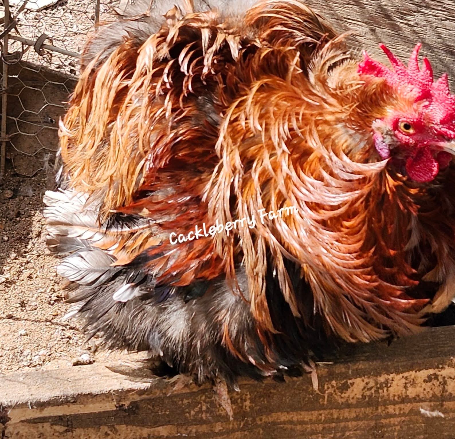 12 Frizzle Bantam Cochin hatching eggs