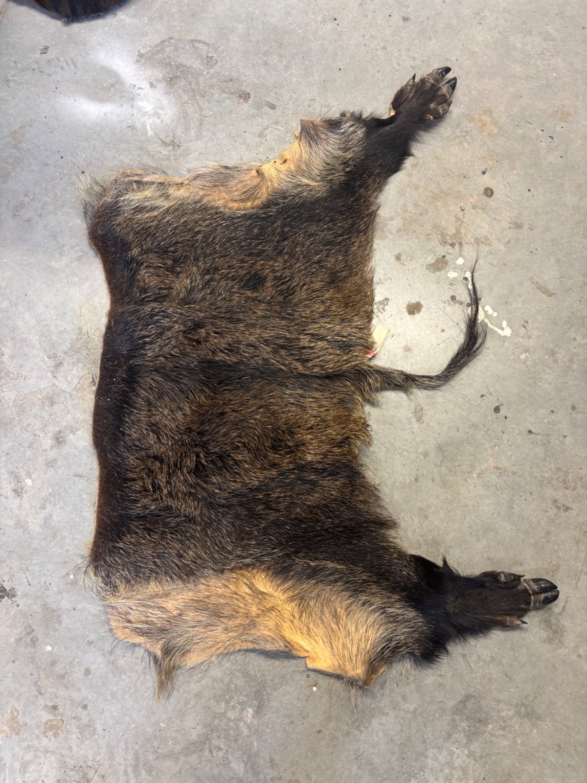 wild boar skin tanned pig hair on leather back feet