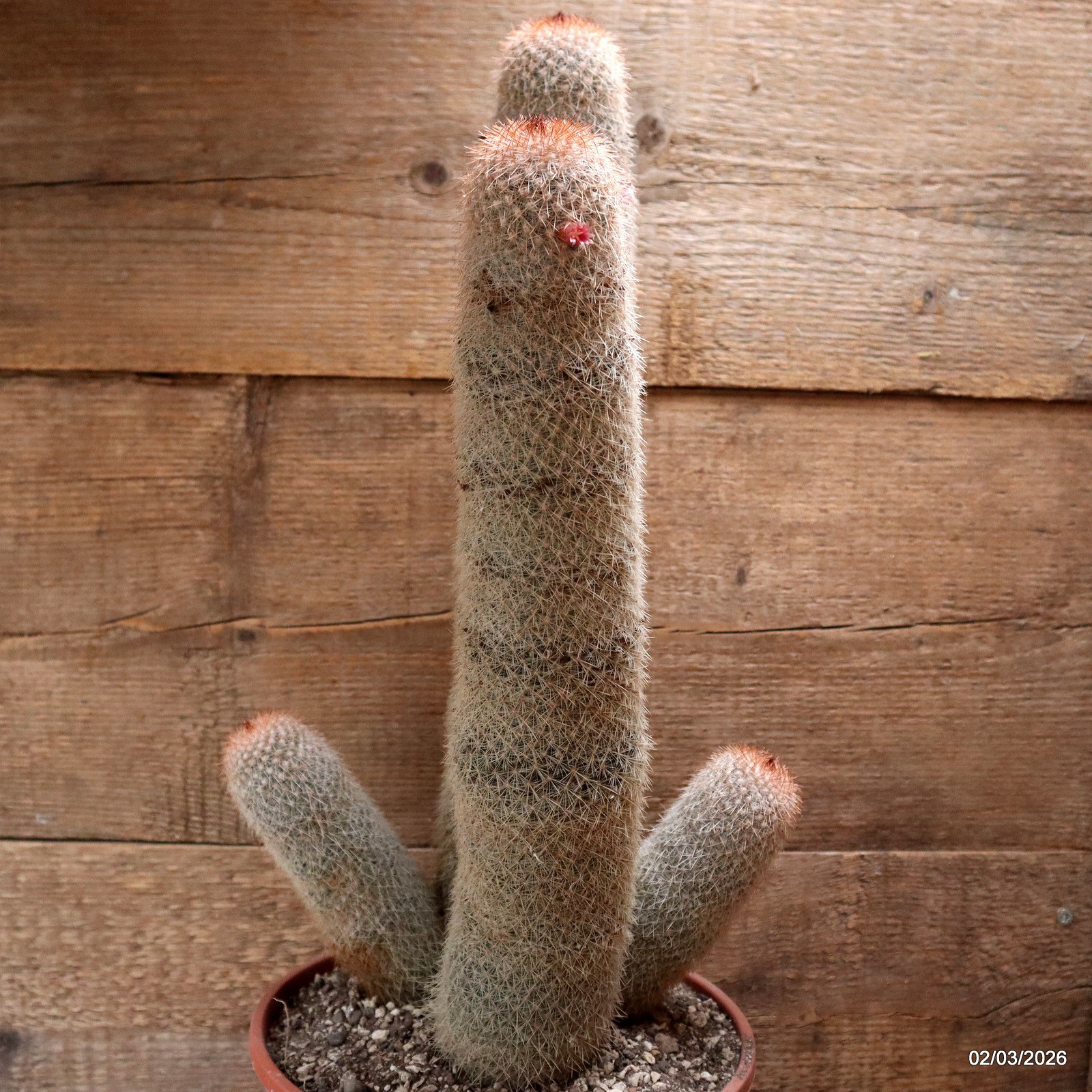 D7933 MAMMILLARIA SP. pot22-H43-W25 cm MaMa Cactus