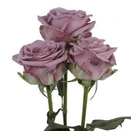 100 Lavender Roses