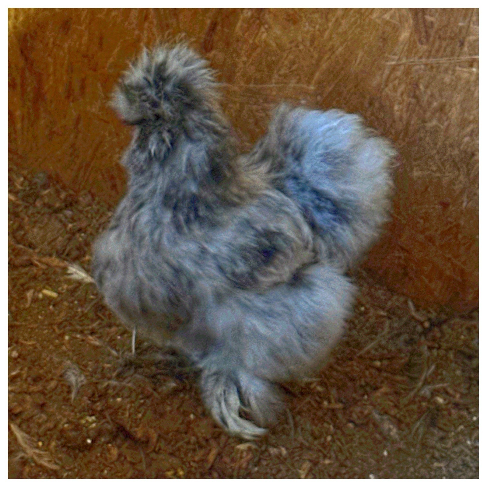 6 Silkie Chicken Hatching Eggs (NPIP Certified)