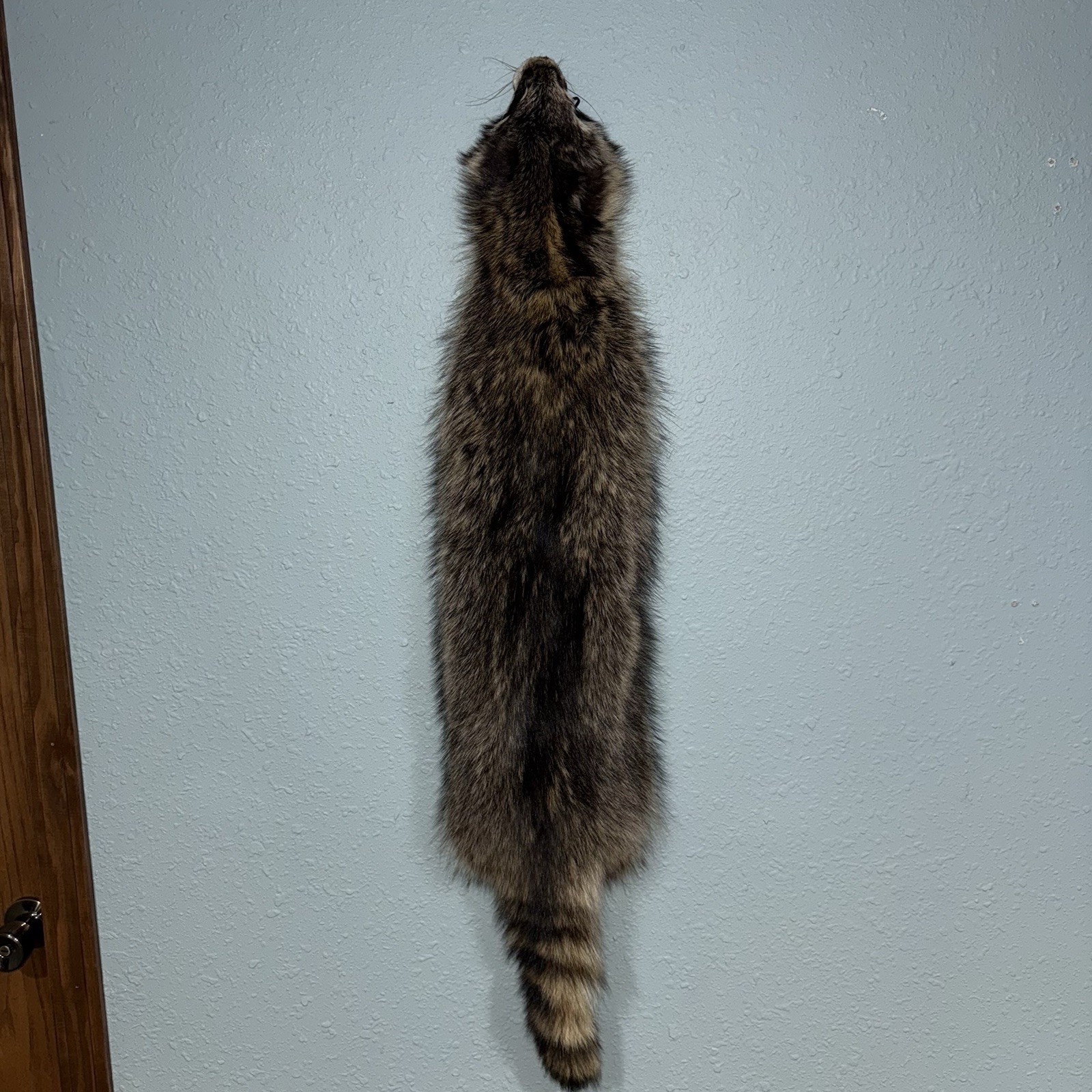 Professionally Tanned 2XL Raccoon/Coon Hide/Furs/Pelts/Taxidermy/Crafts - 14