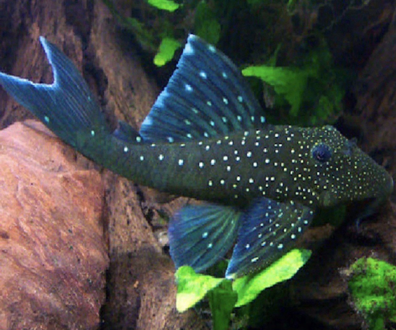 L128 Blue Phantom Pleco (Hemiancistrus sp. L128)  “6in”