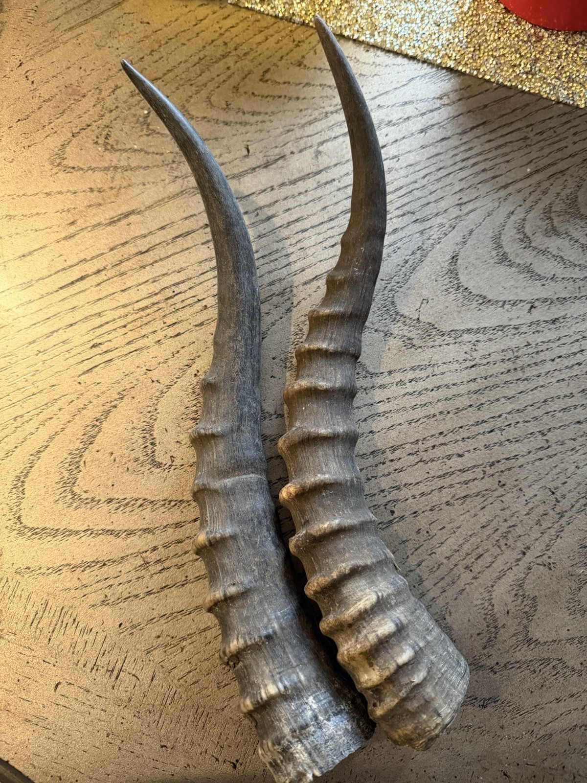 2 Blesbok Horns, African Antelope Horn Pair
