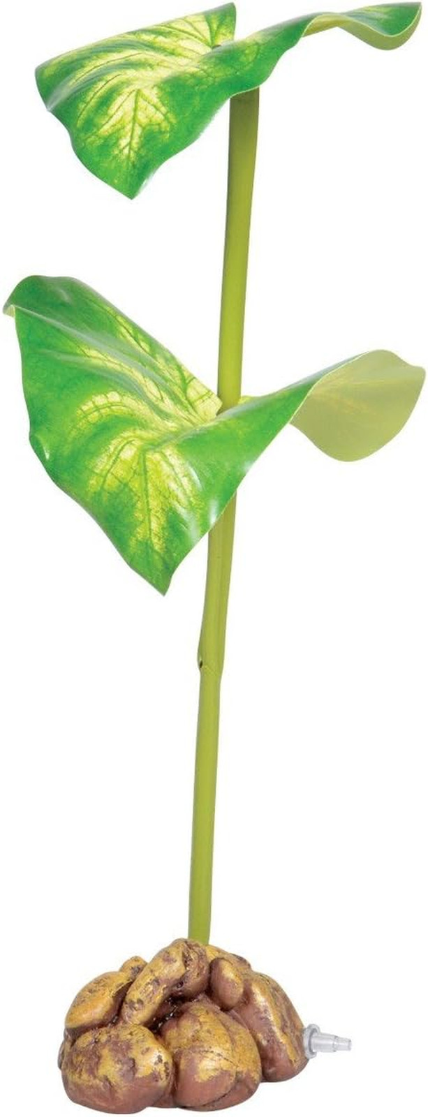 Dripper Plant, Small