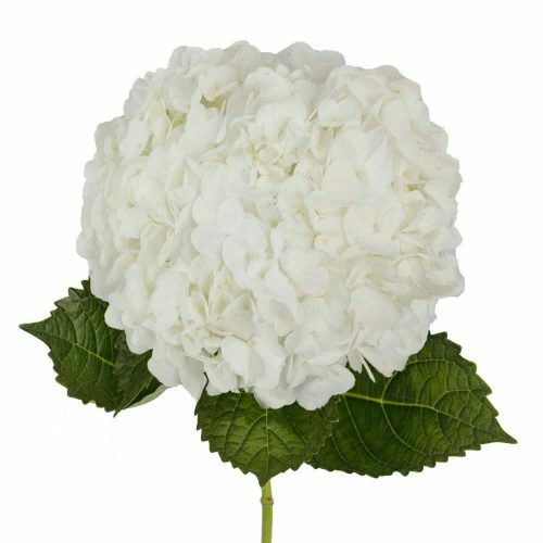 Ivory White Hydrangea Flower, 30 stems