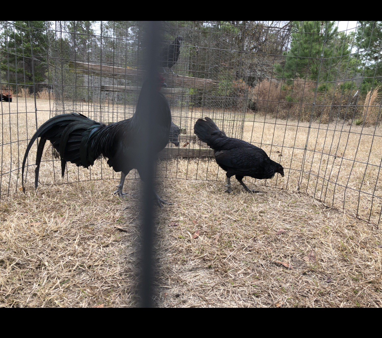 10 Fertile Chicken Hatching Egg Assortment Eggs