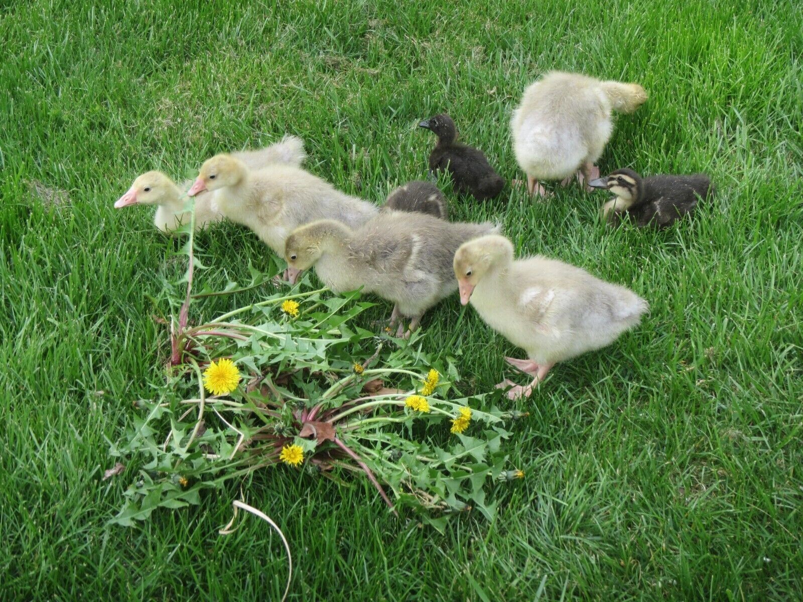 3 Pilgrim Goose Hatching Eggs