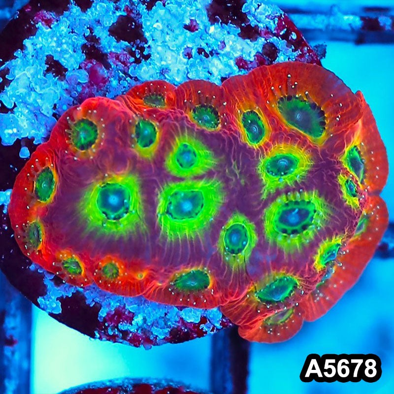 Item#A5678FM5678(S) WYSIWYG Spicy Lemon Favites Frag