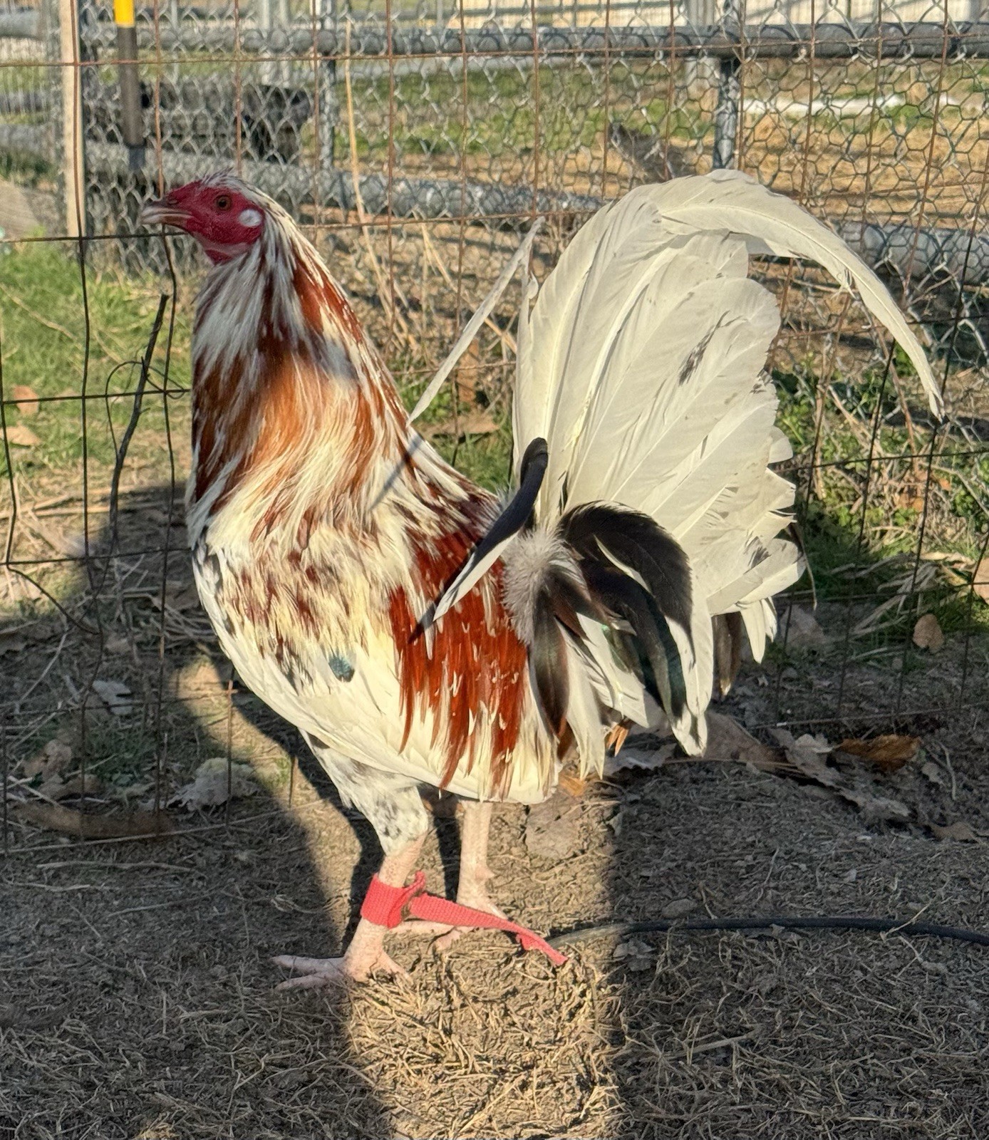 Chicken Hatching Egg