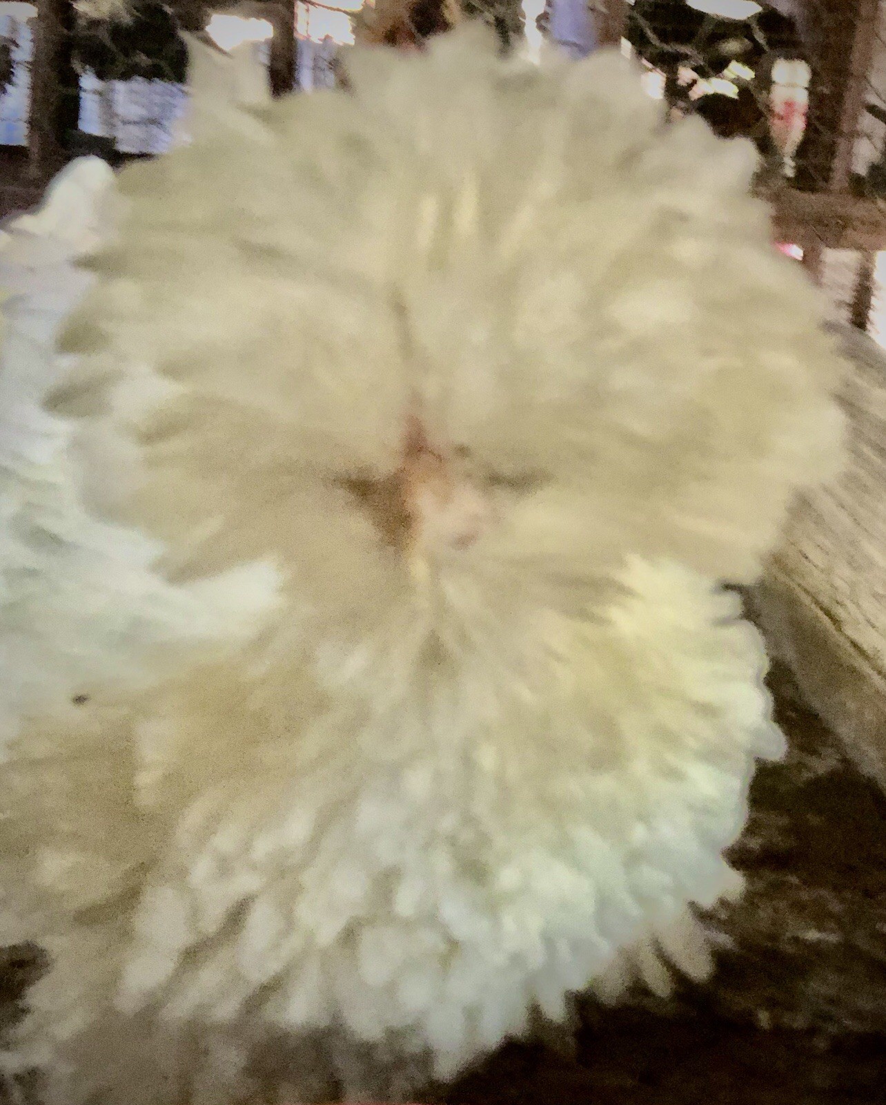 Polish Frizzle Hatching Eggs 15+NPIP